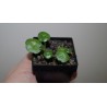 Umbilicus rupestris