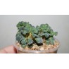 Адромискус Adromischus cristatus schoenlandii small