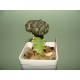 Euphorbia gymnocalycioides