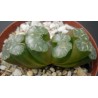 Haworthia truncata Tetra AR919