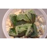 Haworthia truncata гибрид AR919