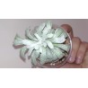 Senecio scaposus addoensis cristata