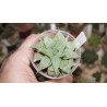 Хавортия Haworthia acuminata