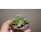 Fenestraria rhopalophylla