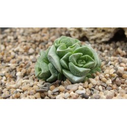 Crassula Dorothy