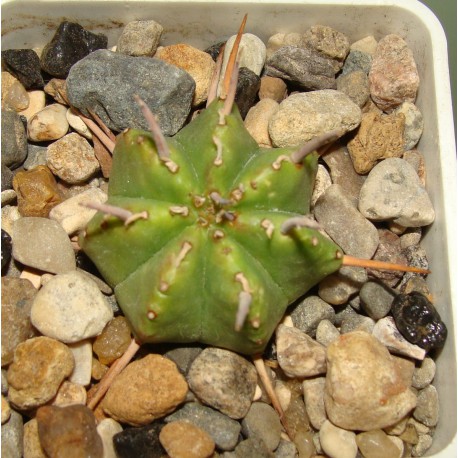 Euphorbia Pillansii