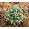 Turbinicarpus panarottoi