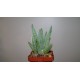 Алоэ древовидное Aloe ramosissima