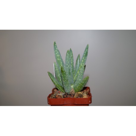 Алоэ древовидное Aloe ramosissima