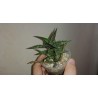 Алоэ Aloe jucunda