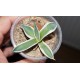 Agave patonii variegata
