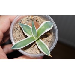 Agave patonii variegata