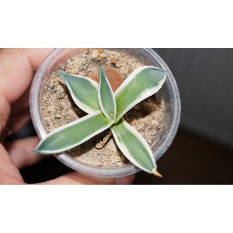 Agave patonii variegata