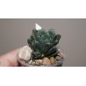 Haworthia Hakuteijo гибрид 4