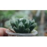 Haworthia Hakuteijo гибрид 6