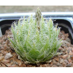 Haworthia semiviva