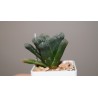 Haworthia Hakuteijyo F2