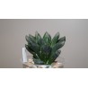 Haworthia VVG21