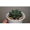 Haworthia Mirror ball small
