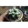 Haworthia Hakuteijyo AY-X19
