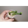 Crassula muscosa Big form