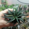 Haworthia limifolia variegata 1
