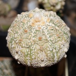 Астрофитум Astrophytum asterias Super Kabuto V-type - Галерея