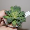 Хавортия Haworthia maughanii x retusa Cubic