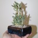 Adromischus halesowensis бонсай 1