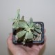 Adromischus halesowensis бонсай 1