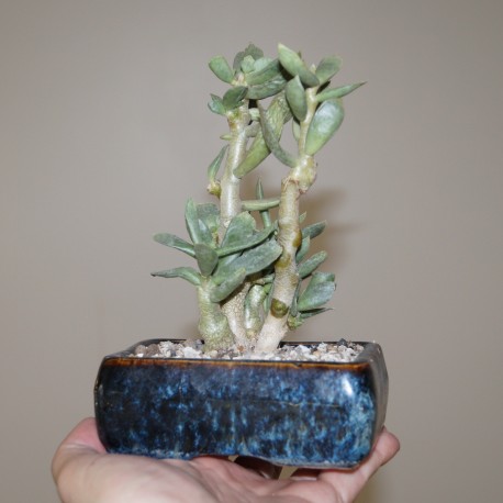 Adromischus halesowensis бонсай 1