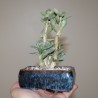 Adromischus halesowensis бонсай