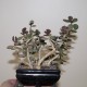 Adromischus alstonii Spain бонсай
