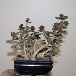 Adromischus alstonii Spain бонсай