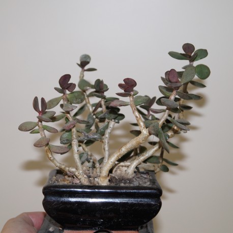 Adromischus alstonii Spain бонсай