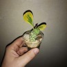 Монадениум Monadenium ritchiei variegata