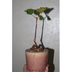 Фикус Ficus tettensis бонсай