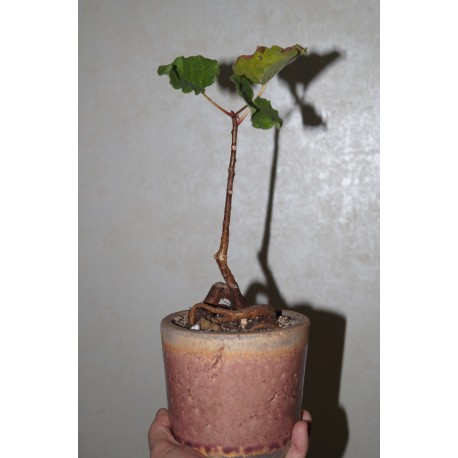 Фикус Ficus tettensis