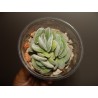 Crassula tomentosa