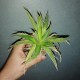 Агава нитеносная Agave filifera