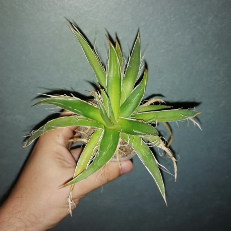 Агава нитеносная Agave filifera