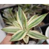 Agave lophantha quadricolor