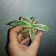Agave lophantha quadricolor