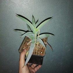 ъ26 Агава Agave deserti - Галерея