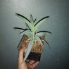 Агава Agave deserti - Галерея