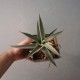 Agave deserti
