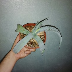 ъ26 Агава Agave asperrima - Галерея