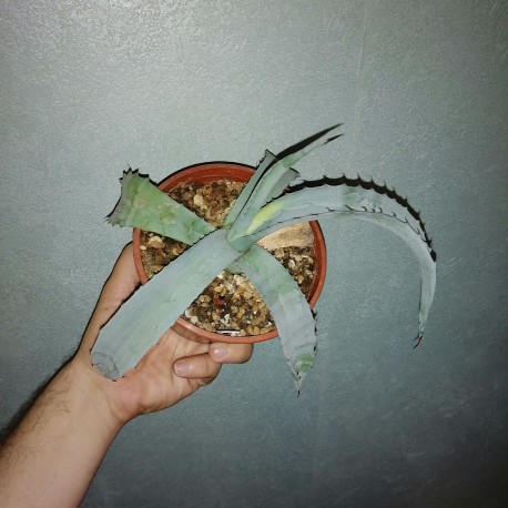 Agave asperrima