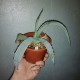Agave asperrima