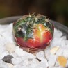 Гимнокалициум Gymnocalycium damsii variegata / Галерея